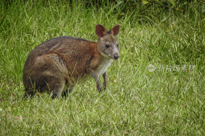 年轻的 Pademelon (Thylogale)